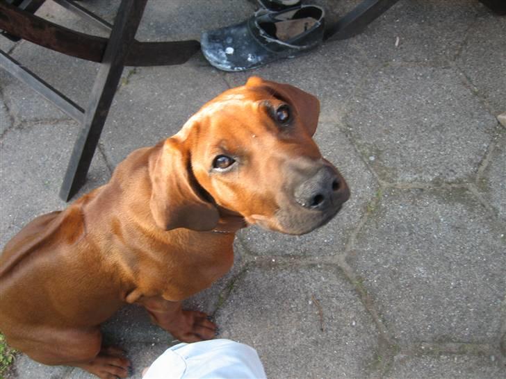 Rhodesian ridgeback Zugo Lullu Barbar billede 9