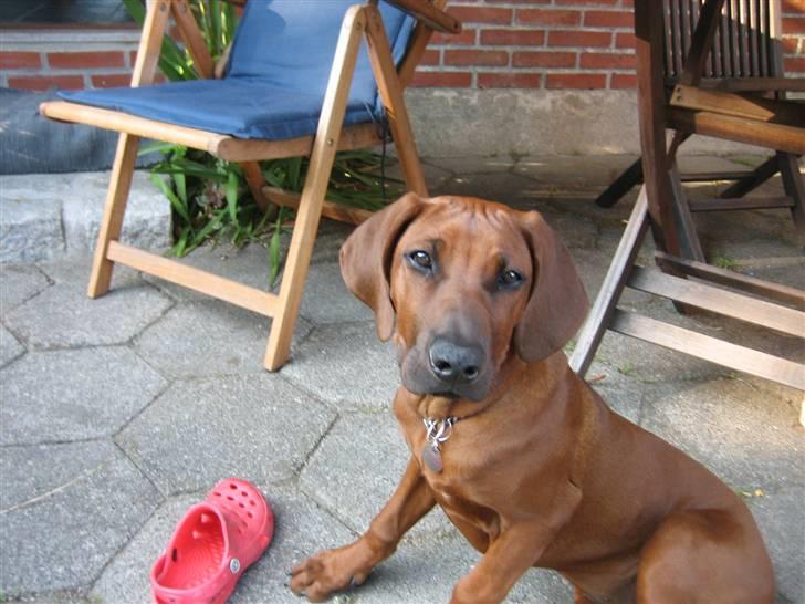 Rhodesian ridgeback Zugo Lullu Barbar billede 10
