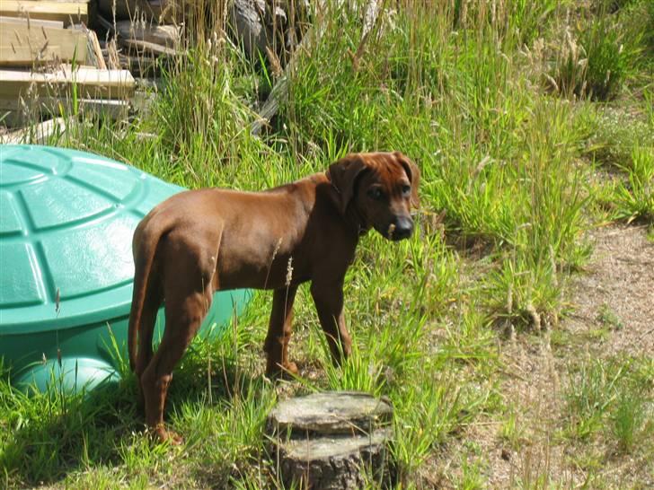 Rhodesian ridgeback Zugo Lullu Barbar billede 11