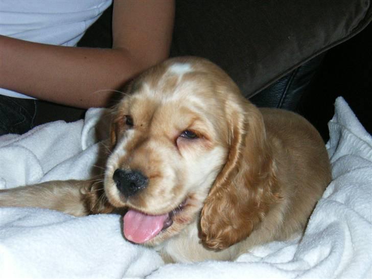 Cocker spaniel Molly  - Velkommen til min profil og jeg hedder Molly :) billede 1