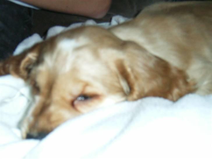 Cocker spaniel Molly  - Zzzzz ! godnat  billede 2