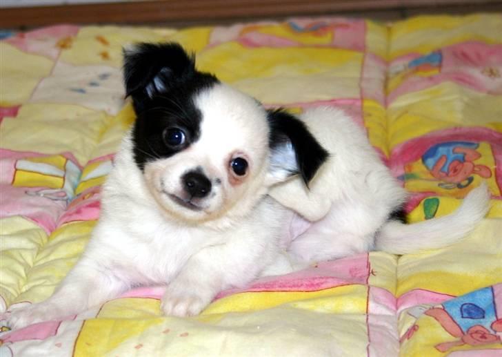 Chihuahua Snoopy billede 10