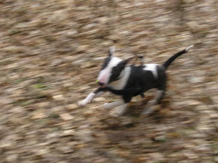 Bullterrier Karma billede 8