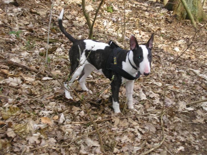 Bullterrier Karma billede 9