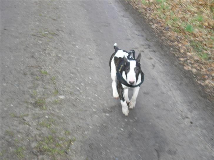 Bullterrier Karma billede 10