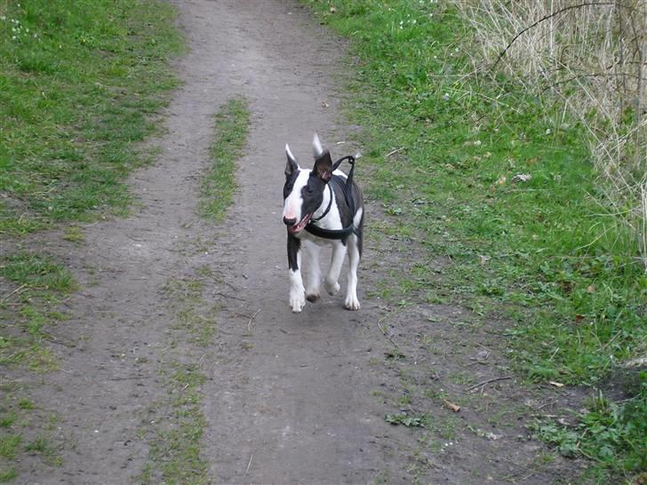 Bullterrier Karma billede 11