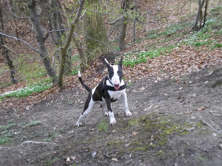 Bullterrier Karma billede 12