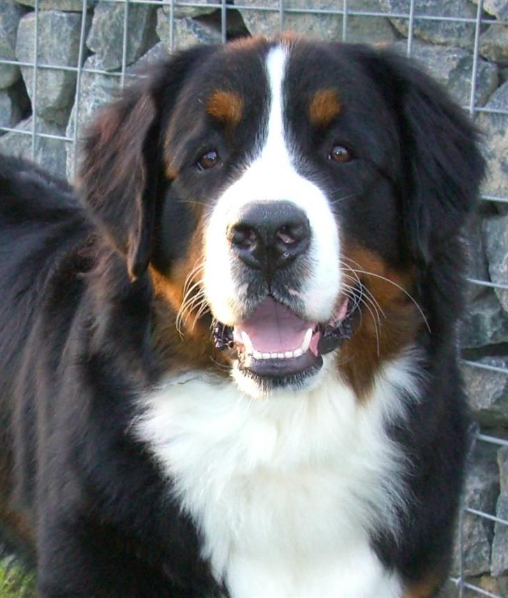 Berner sennenhund Zolo Vom Oberholzer Forst - Zolo - 1 år gammel billede 1