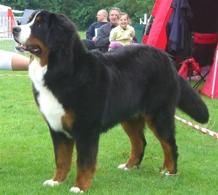 Berner sennenhund Zolo Vom Oberholzer Forst - Zolo - 9 måneder gammel på udstilling billede 2