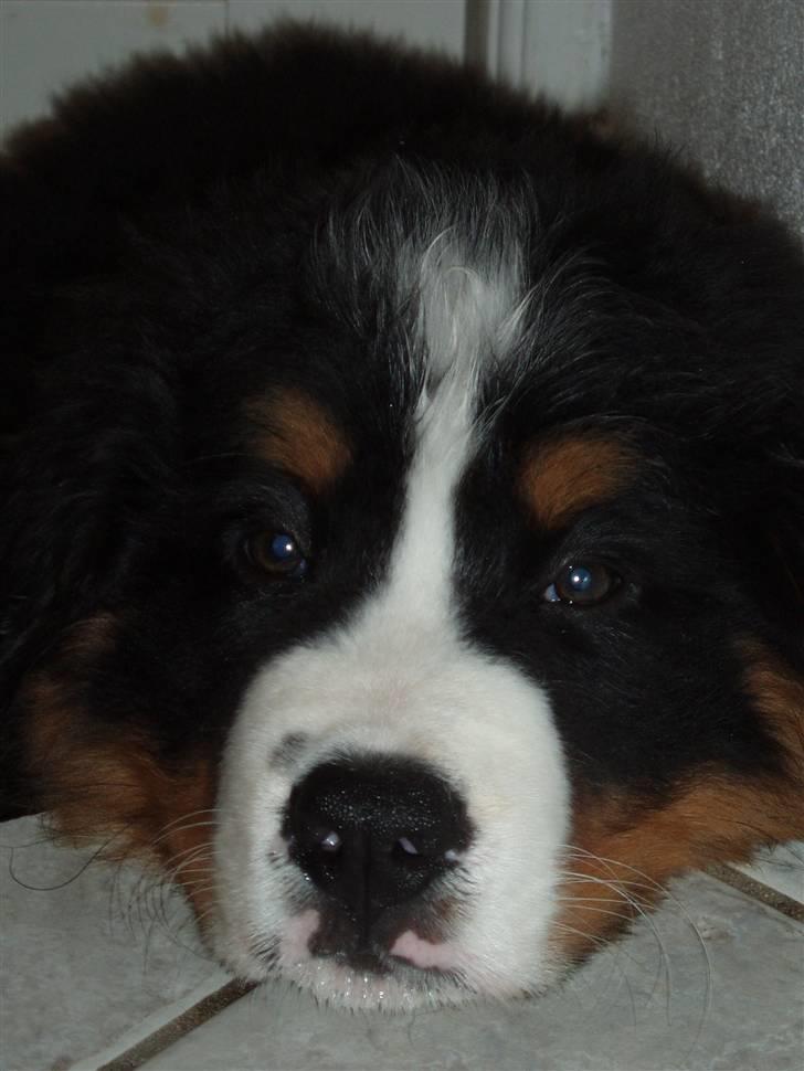 Berner sennenhund Zolo Vom Oberholzer Forst - Zolo - 9 uger gammel og lige ankommet til Danmark billede 4
