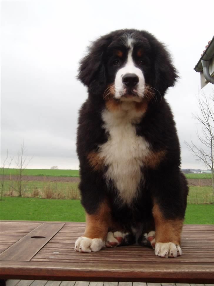 Berner sennenhund Zolo Vom Oberholzer Forst - Zolo - 16 uger gammel og pavestolt! billede 5