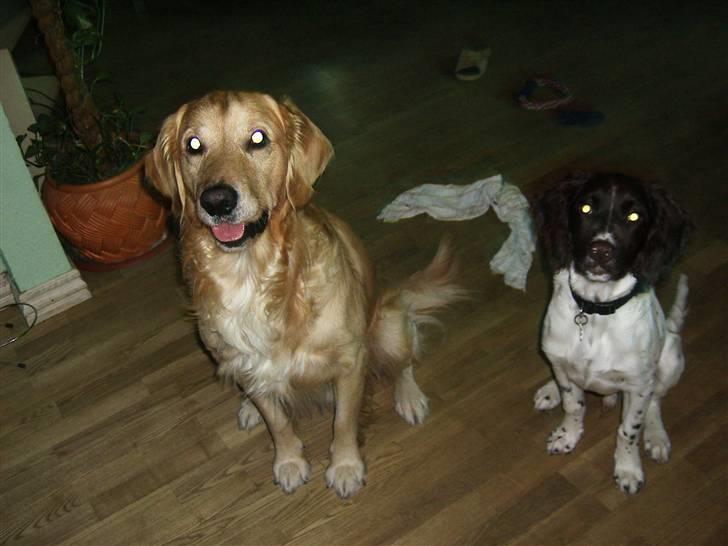 Kleiner münsterländer Cody - Mig og Onkel Charlie <3 billede 3