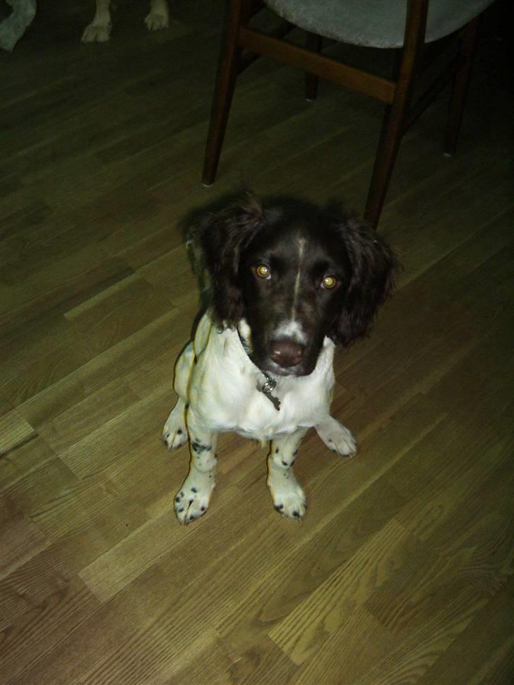 Kleiner münsterländer Cody billede 5