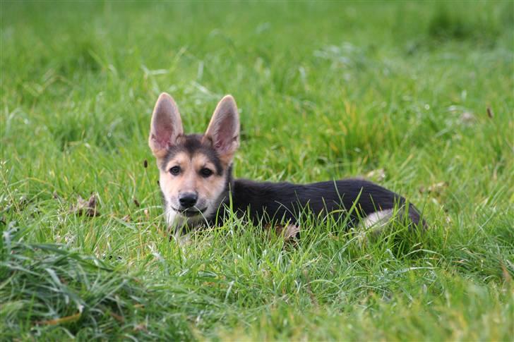 Schæferhund aika billede 6