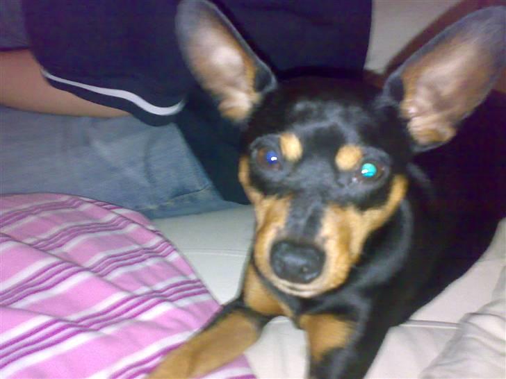 Dvaergpinscher Magnus - hej mor, kunne du måske tænke dig at nusse mig  billede 14