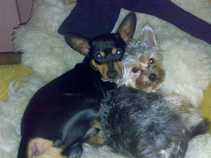 Dvaergpinscher Magnus - ligger sammen med jullemus, havdet nu fortrukket at ligge her alene ;) billede 15