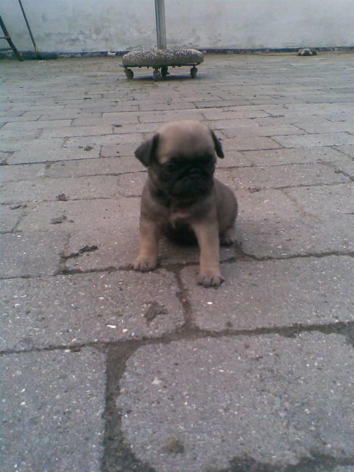 Mops Frida - skønne lille Frida billede 1