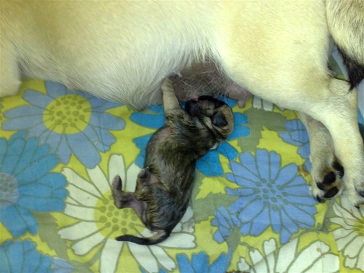 Mops Frida - frida 5 min gammel billede 2