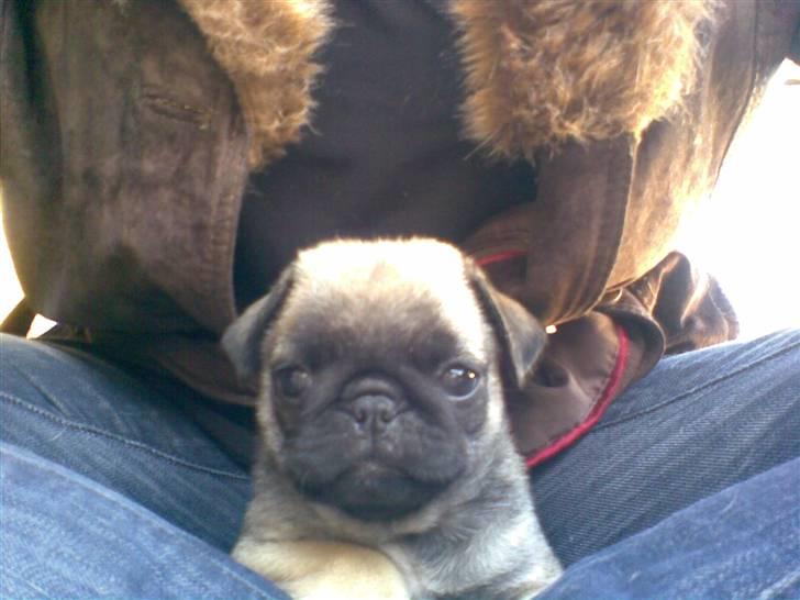 Mops Frida - Frida næsten to mdr gammel billede 3