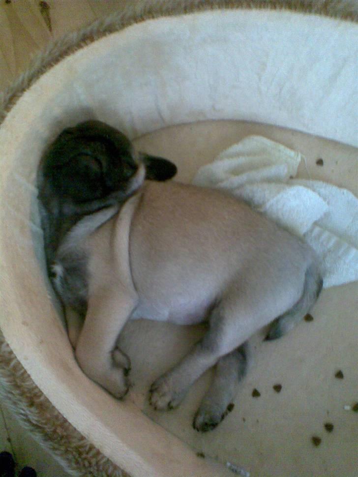 Mops Frida - Frida i kurven billede 4