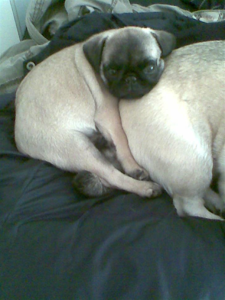 Mops Frida - Frida sover på Freja billede 5