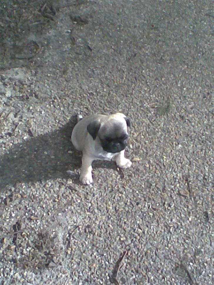 Mops Frida - lillebitte Frida billede 6