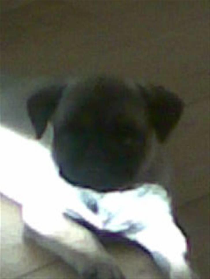 Mops Frida - lille smuksak :0) billede 7