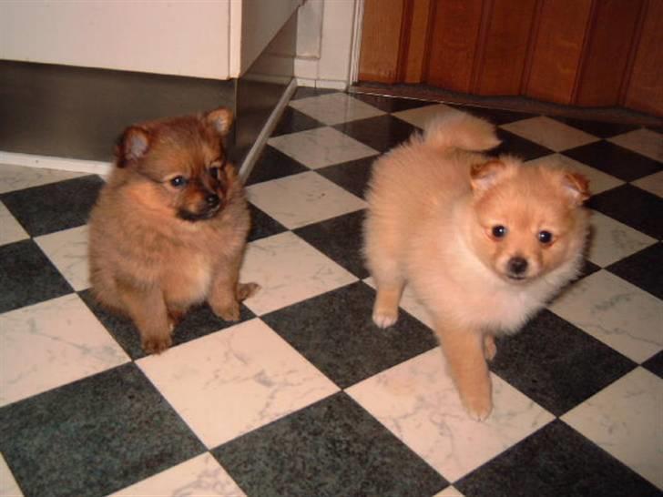 Pomeranian Lady - Se så flotte et par damer.. Lady og Smilla 6 uger gammel. billede 12