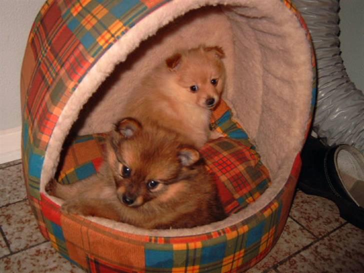 Pomeranian Lady - Hmm , når du må være her i min hule Smilla , må jeg så osse være i din fine hule?????? billede 13