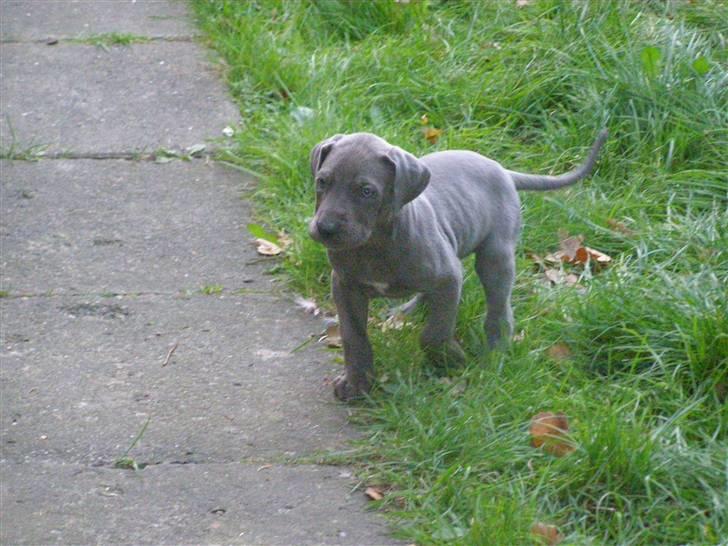 Grand danois molly billede 12