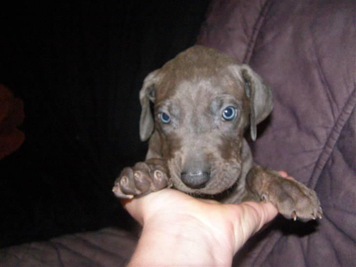 Grand danois molly billede 13