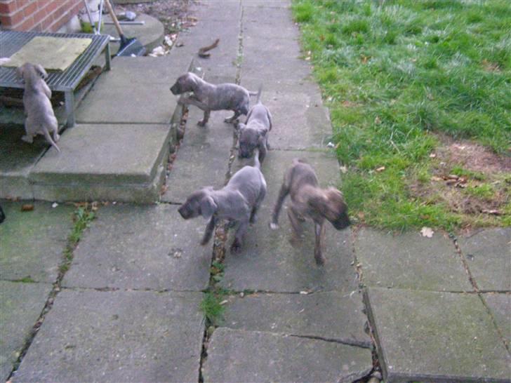 Grand danois molly billede 14