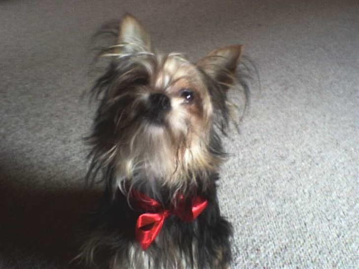 Blanding af racer Gangster billede 8