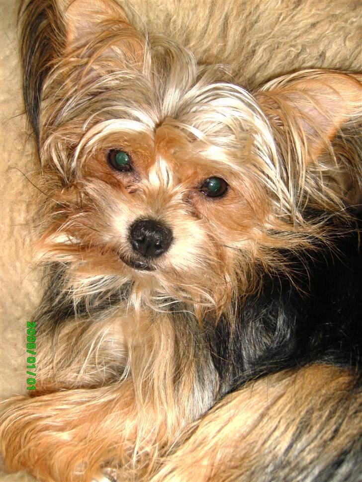 Blanding af racer Gangster billede 9