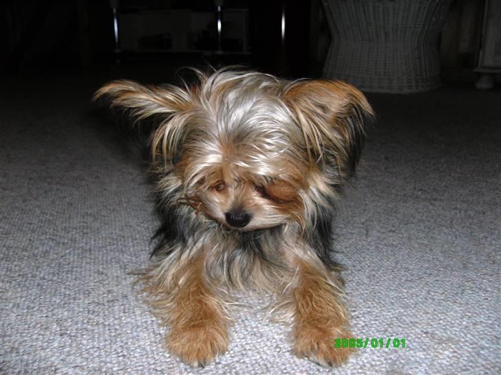 Blanding af racer Gangster billede 10