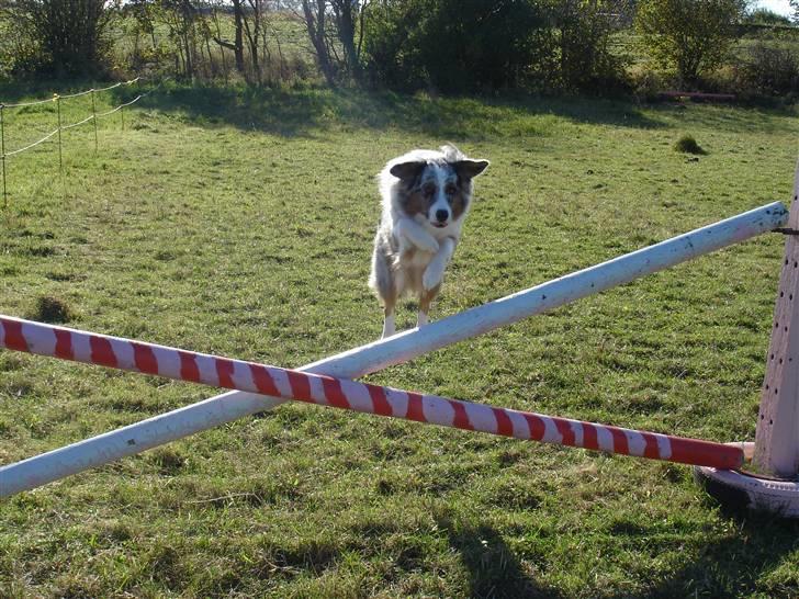 Australian shepherd Saphira - spring kaninen saphi billede 19