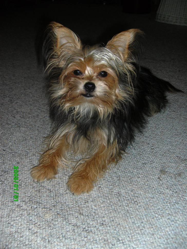 Blanding af racer Gangster billede 11