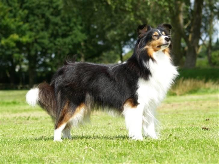 Shetland sheepdog Zinnia billede 9