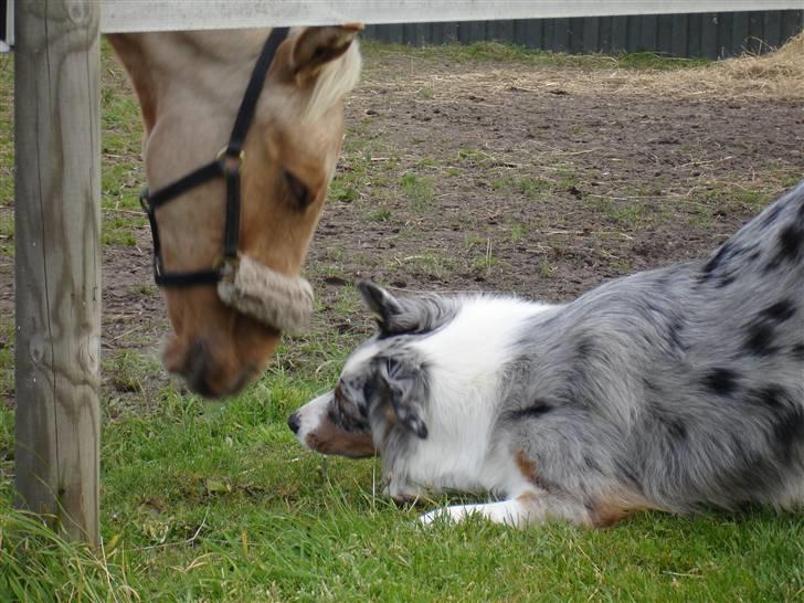 Australian shepherd Saphira - saphi hilser på vores føl billede 20
