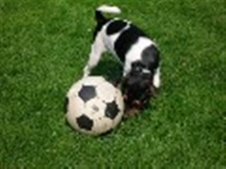 Dansk svensk gaardhund kiki - hi hi hvor vi ligner hinanden, er vi mon i familie.. billede 11