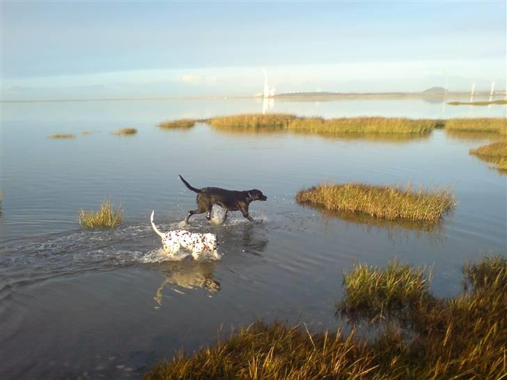 Dalmatiner Gaby - Så turde man endelig gå i vandet.. Godt man har Jilly til at hjælpe sig :) billede 7