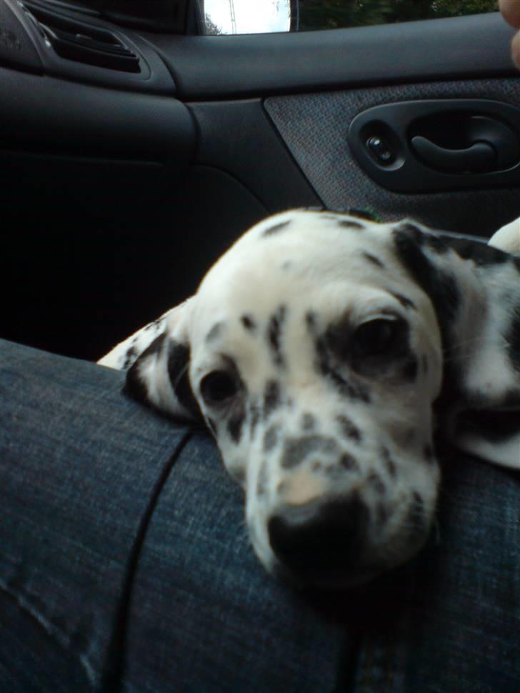 Dalmatiner Gaby - Den dag vi hentede hende på vej hjem i bilen.. billede 8