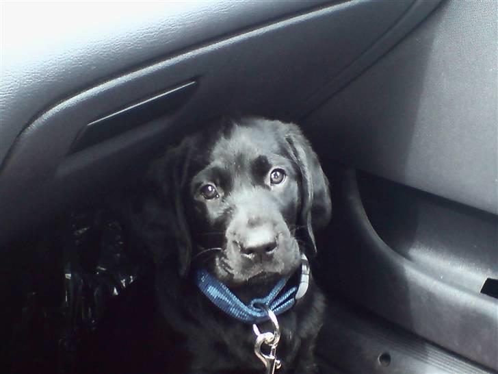 Blanding af racer Jilly - Lille bitte Jilly ude at køre for anden gang :) billede 8