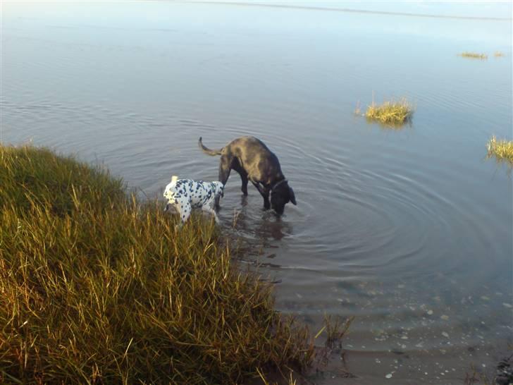 Blanding af racer Jilly - Jilly og Gaby på morgentur ved havet... Hun lokker Gaby med ud i vandet... billede 9