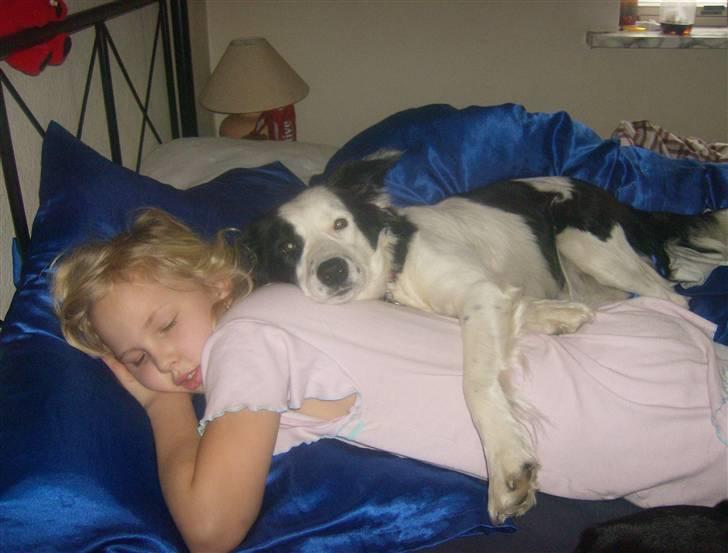 Border collie Xena - Der råhygges i mors seng..:o)) billede 1