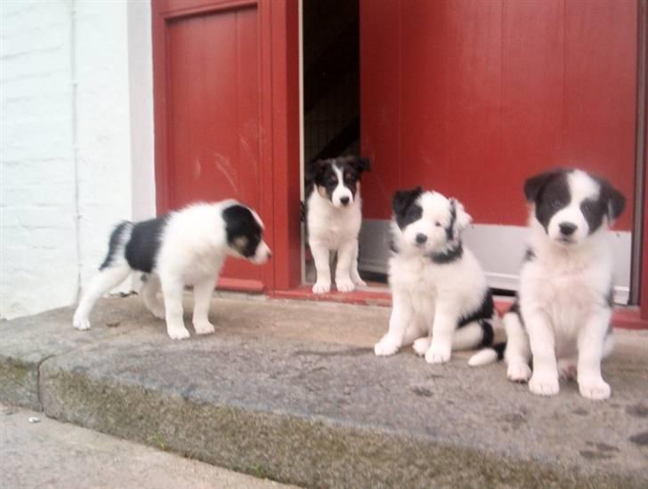 Border collie Xena - Mig og mine søskene - Det er klart mig der er den klogeste - modigste - hurtigste og selv. os den stærkeste. ;o)) billede 2