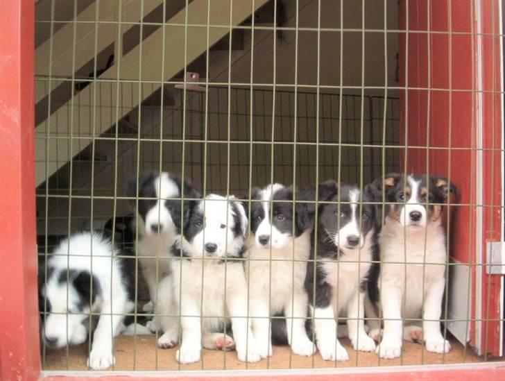 Border collie Xena - Piiiiiiiv - spjæld-tid...! billede 3