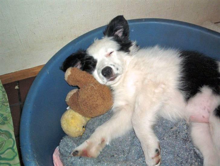 Border collie Xena - Ligger lige og feder den.. ;o) billede 4