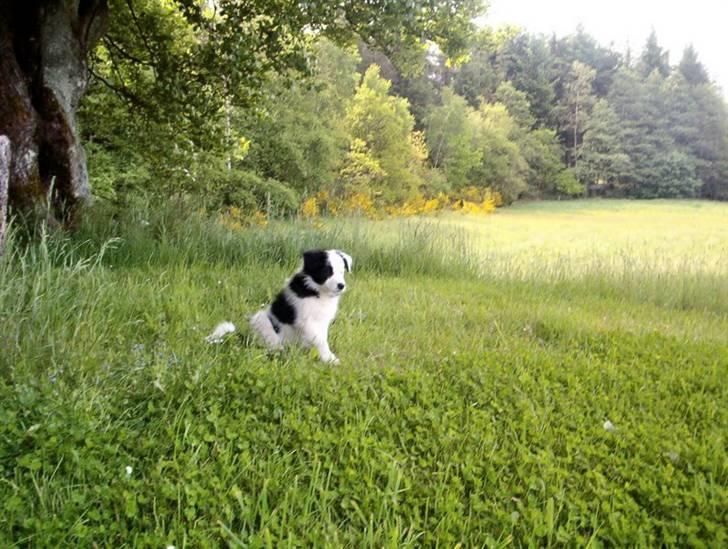 Border collie Xena - Holder vagt i MIN have...!! billede 5