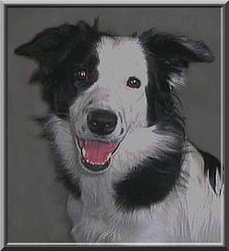 Border collie Xena - Så blev jeg teenager. :o)) billede 6